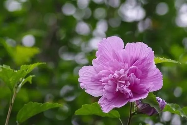 木槿花的生长特点，最佳采摘时间和方法