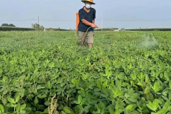 花生营养药第一遍什么时候打，在出苗15天后至初花期内使用