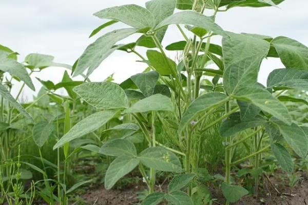 廊黑豆1号大豆种子特点，夏播特用大豆品种