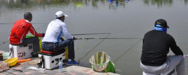 黑坑钓鲤鱼用什么味型的小药，奶香味、枣香味的都适合