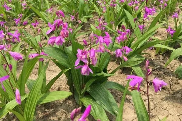 白芨栽培技术，如何成功种植白芨