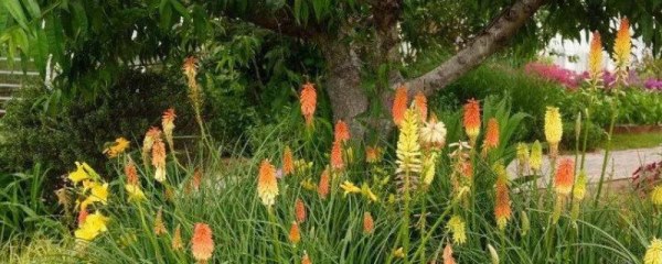 宿根花卉是什么，其根部能宿存于土壤中越冬