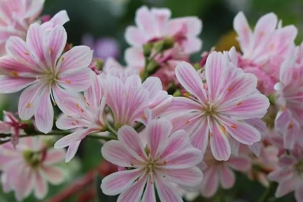 露薇花有毒吗，没毒适合室内栽培