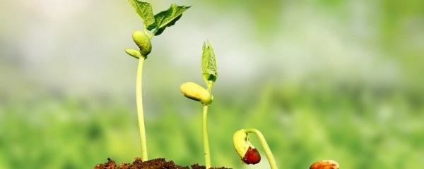 种子种植技巧，种子的选择与利润