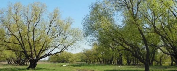 经济树木种植，高产高效的经济树木种植技巧