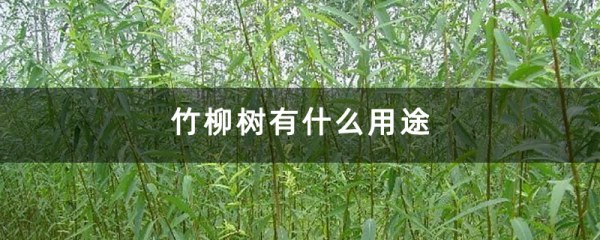 美国竹柳种植方法，9月至10月和3月至4月是种植美国竹柳的最佳时间