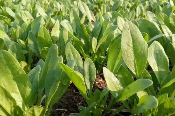 菠菜白斑病怎么防治，应及时清理前茬作物的残株落叶