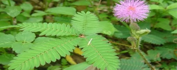 含羞草什么时候播种最好，含羞草种植方法