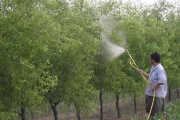 枣树患上枣疯病的症状，主要症状是花器返祖、枝叶丛生