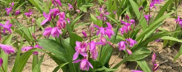 白芨种植技术，选择疏松而不太粘的土壤