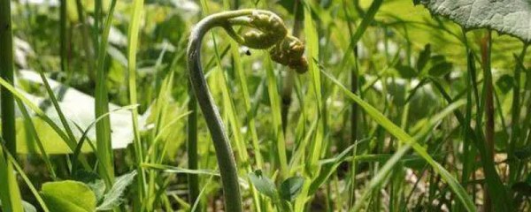 水蕨菜生长在哪里，水蕨菜的生长环境