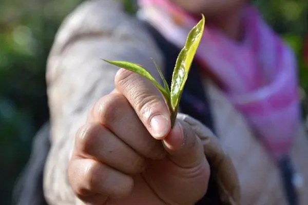 茶叶种子怎样种植，要进行一些准备工作