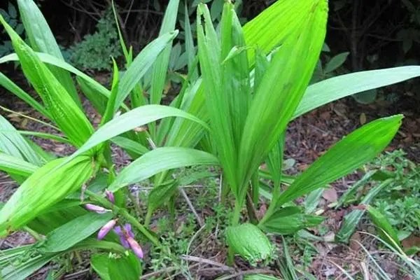 白芨要种多少年，专家为你分析