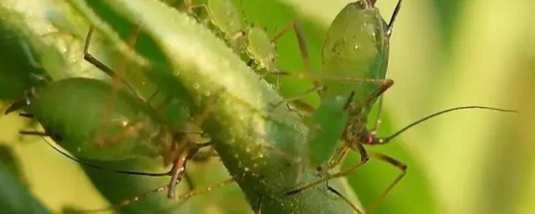 玉米蚜虫防治最佳时间