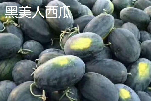 西瓜成熟需要多少天，从种植到成熟需要90-120天左右