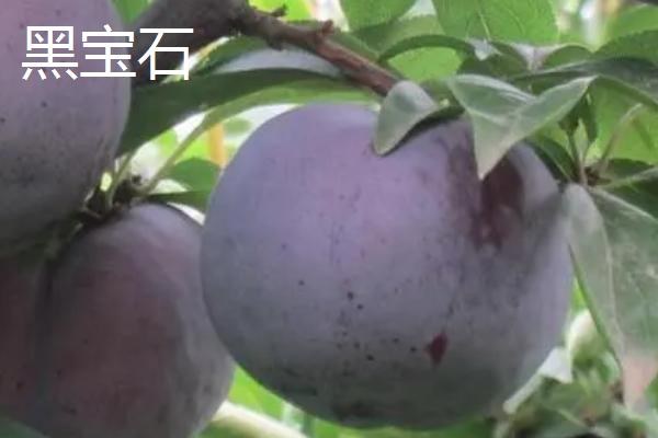 什么是李子，属于蔷薇科、李属植物